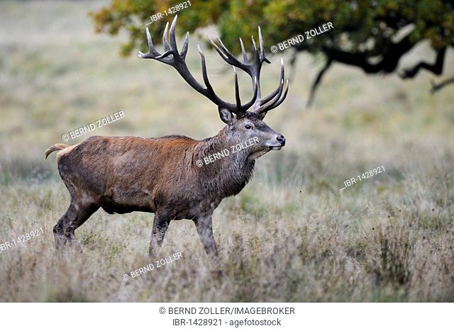Red Deer (Cervus elaphus) stag, Jaegersborg, Denmark, Scandinavia, Europe