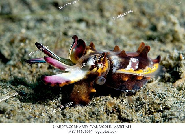 Pfeffer's Flamboyant Cuttlefish