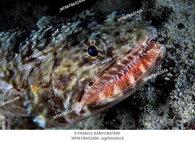 Reef Lizardfish, Synodus variegatus, Kona, Big Island, Hawaii, USA