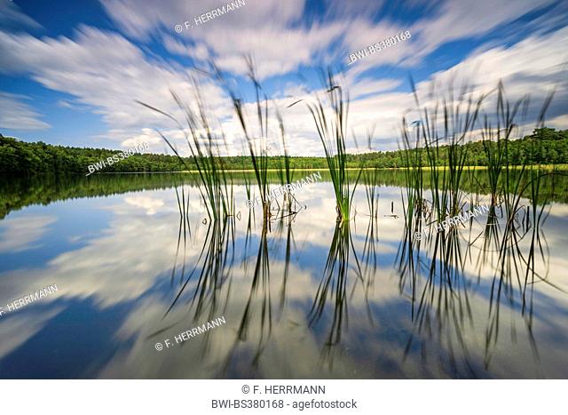 cattail (Typha spec.), with mirror image in a lake, time exposure, Germany, Mecklenburg-Western Pomerania, Stechlin, Neuglobso