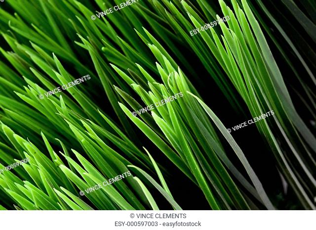 Tilted close-up view of blades of green grass