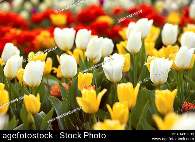 Colorful tulips in red, white and yellow