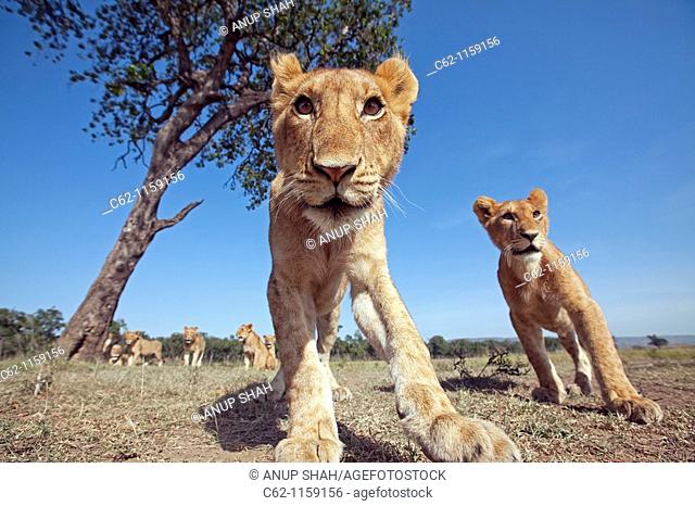 Lion (Panthera leo) adolescents approaching with curiosity -wide angle perspective-, Maasai Mara National Reserve, Kenya