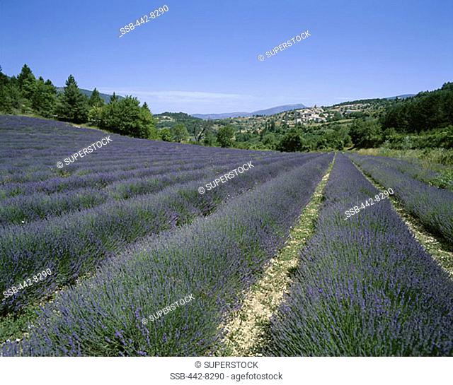 Lavender Fields and Village, Aurel, Provence, France