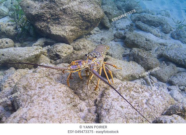 Caribbean spiny lobster walking accross ocean floor