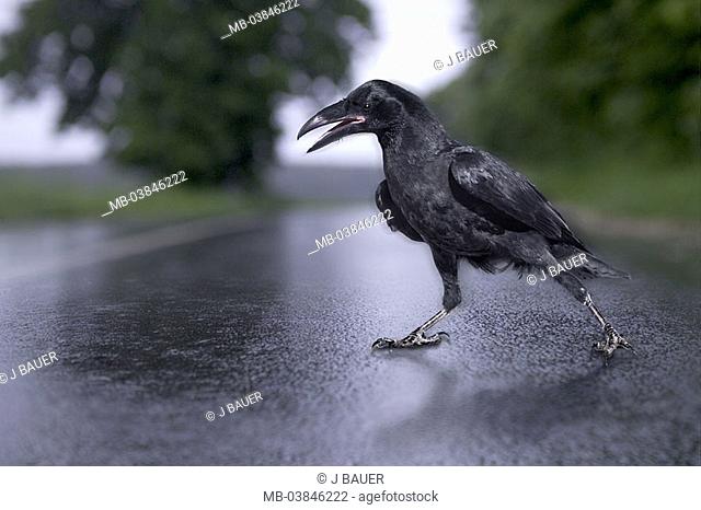 Street, wet, Kolkrabe, Corvus corax, movement, M, series, animal, bird, raven-bird, crow, Corvidae, Singvogel, raven, black, young, squab, rain, symbol