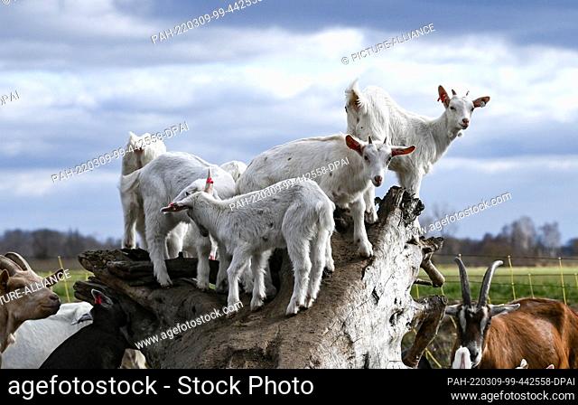04 March 2022, Brandenburg, Karolinenhof: Kid goats have conquered a good place on a tree trunk on the grounds of the Karolinenhof goat dairy
