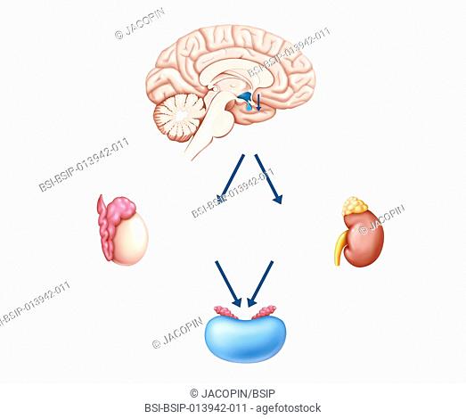 Illustration of male hormone control, a constant regulation. The hypothalamo-hypophyseal axis : the LHRH (or GnRH) gonadotropin-releasing hormone (GnRH)...
