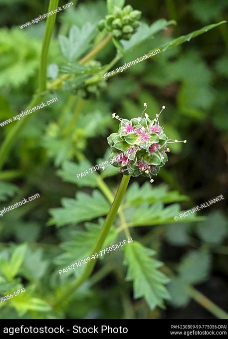 06 August 2023, Saxony-Anhalt, Quedlinburg: The small meadow-head (Sanguisorba minor), also called pimpinelle or pimpernell