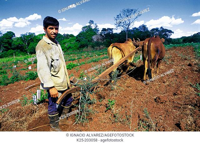 Man plowing the earth with oxen. Misiones province. Argentina