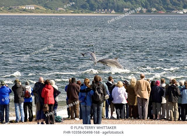 Bottlenose Dolphin Tursiops truncatus adult female with calf, breaching, people watching, Chanonry Point, Black Isle, Moray Firth, Scotland