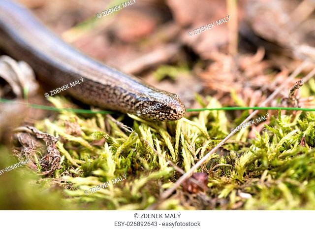 Slow Worm or Blind Worm, Anguis fragilis. Slow Worm lizards are often mistaken for snakes. His food is generally pest insects. Focus to eye
