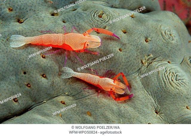 Imperator shrimps on a sea cucumber, Periclimenes imperator, Komodo Island Indian Ocean, Indonesia
