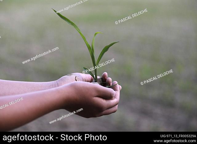 Young man holding young plant in hir hands. Micro finance and ecology concept