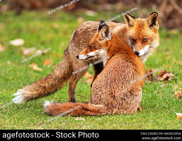 01 March 2023, Berlin: 01.03.2023, Berlin. A male fox (Vulpes vulpes) and a female (l) sit and stand close to each other on a meadow in the Botanical Garden