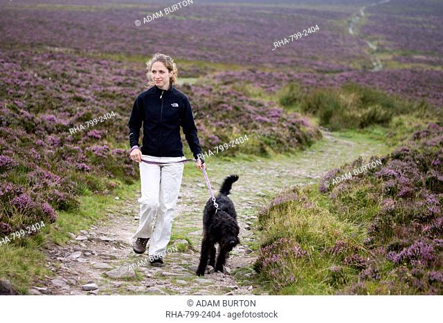 Young woman walking labradoodle dog on moorland path, surrounded by flowering heather, Exmoor National Park, Somerset, England, United Kingdom, Europe
