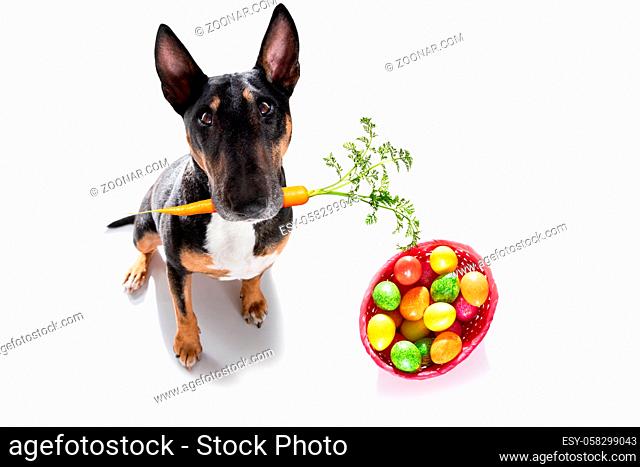 easter bull terrier dog with eggs isolated on white background for the holiday season