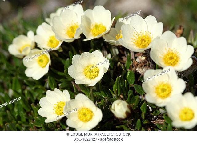 Mountain avens is a common circumpolar spring flower