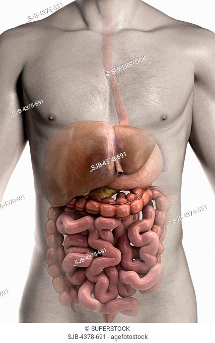 Front view of the organs of the digestive system