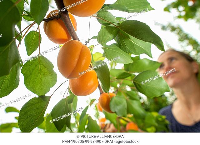05 July 2019, Saxony-Anhalt, Langenweddingen: Sabine Hornemann stands on the plantation of the Hornemann fruit farm and looks at the ripe apricots