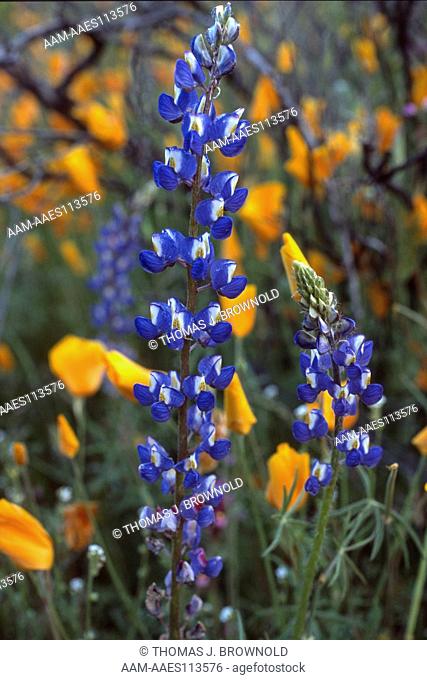 Lupins ( Lupinus sparsiflorus) and Mexican Poppy (Eschscholtzia mexicana) spring bloom in Sonora Desert, Arizona