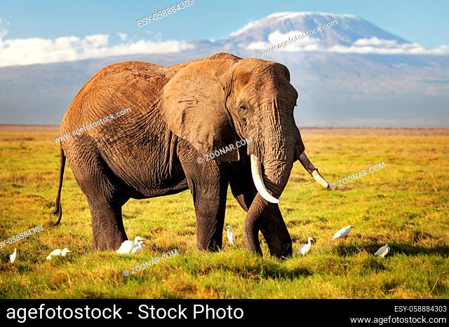 African bush elephant (Loxodonta africana) walking on savanna, with white Cattle Egret (Bubulcus ibis) birds, with mount Kilimanjaro top snow covered in...