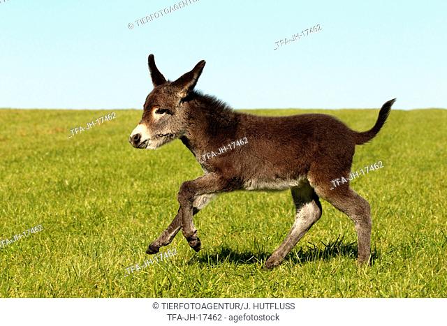 donkey foal