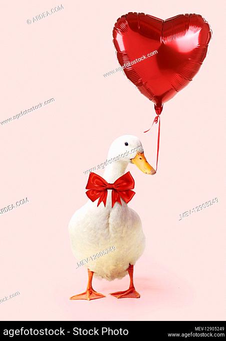 Aylesbury Duck with big red bow holding heart shaped balloon