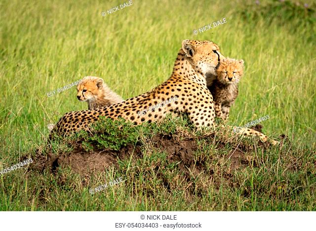Cubs sit beside mother on termite mound