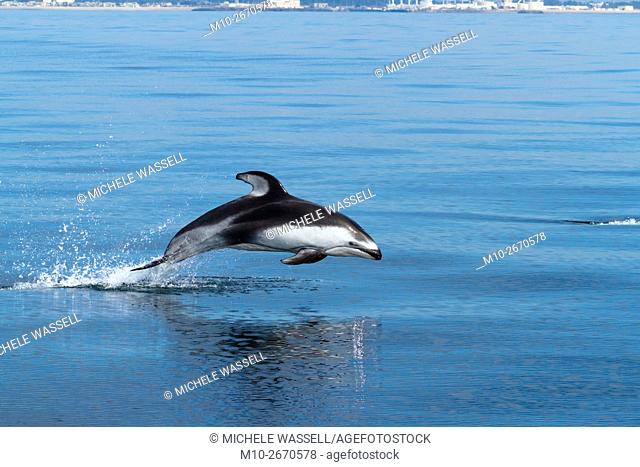 Pacific White Sided Dolphin porpoising out of the water