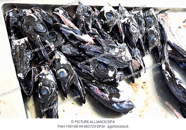 16 November 2018, Portugal, Funchal: Black scabbardfish (Aphanopus carbo) is offered for sale in the market hall. The ""Mercado dos Lavradores"" is a fish