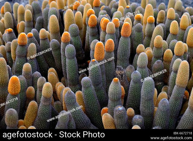 Lava cactus (Brachycereus nesioticus), Fernandina Island, Galapagos, Ecuador, South America
