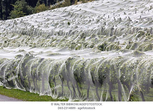 Australia, South Australia, Adelaide Hills, Hahndorf, vineyard covered with mesh cloth