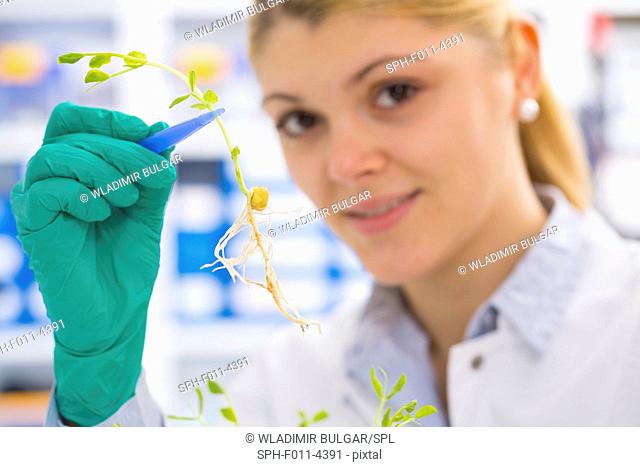 Female laboratory assistant holding plant with tweezers