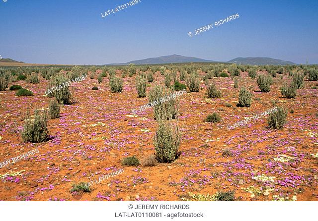 Desert landscape. Small pink, yellow flowers. Green upright growing plant. Strong colours