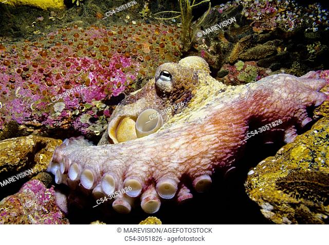 Common octopus in his den. (Octopus vulgaris). Eastern Atlantic. Galicia. Spain. Europe