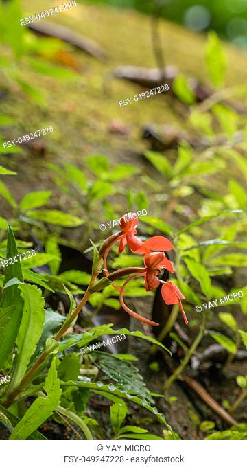 orange Habenaria rhodocheila hance wild orchid at waterfall in Thailand