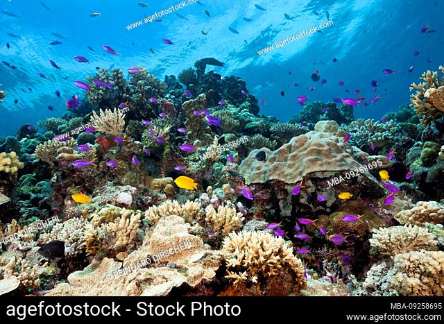 Yellowback Anthias over Coral Reef, Pseudanthias tuka, Tufi, Solomon Sea, Papua New Guinea