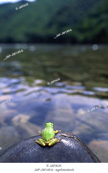 Green frog on boulder in front of river