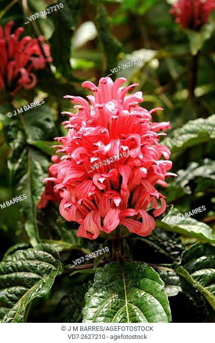 Brazilian plume flower or flamingo flower (Jacobinia magnifica or Justicia carnea) is a perennial herb native to eastern Brazil. Angosperms