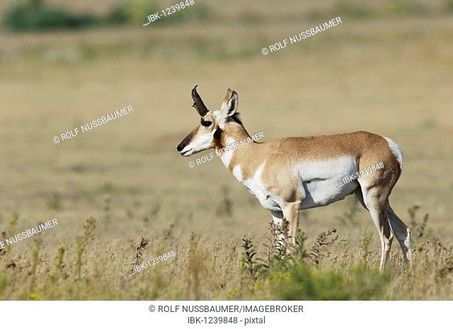 Pronghorn (Antilocapra americana), male in prairie, Lubbock, Panhandle, North Texas, USA