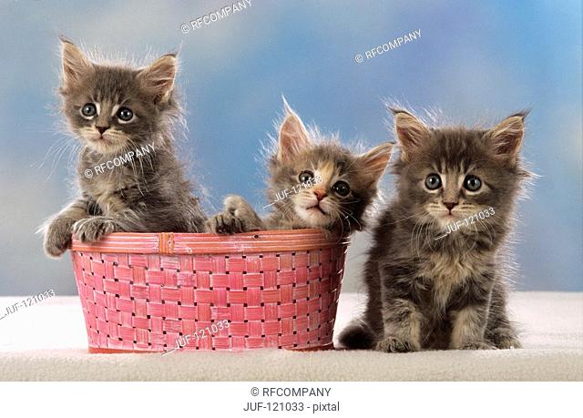 three Maine Coon kittens - two sitting in basket