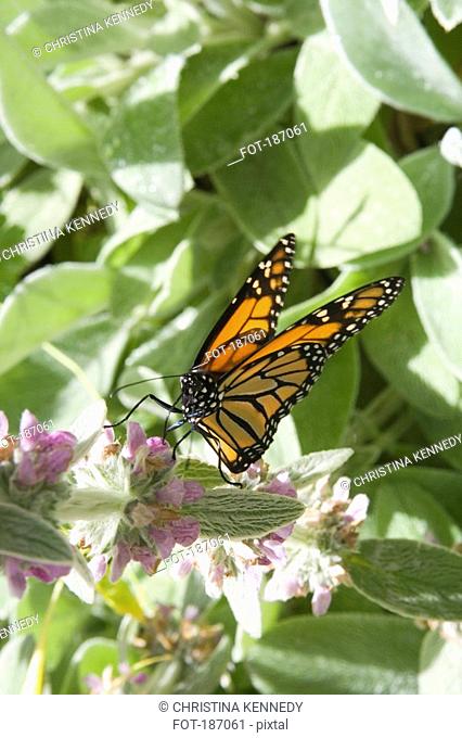 Monarch butterfly Danaus plexippus on plant