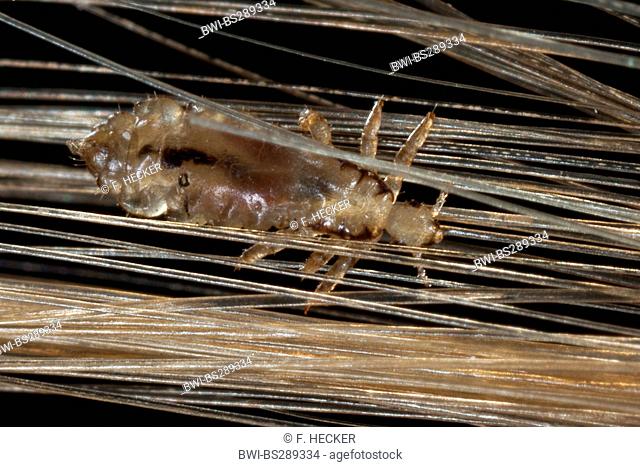 head louse (Pediculus capitis, Pediculus humanus capitis, Pediculus humanus), louse in human hair, Germany