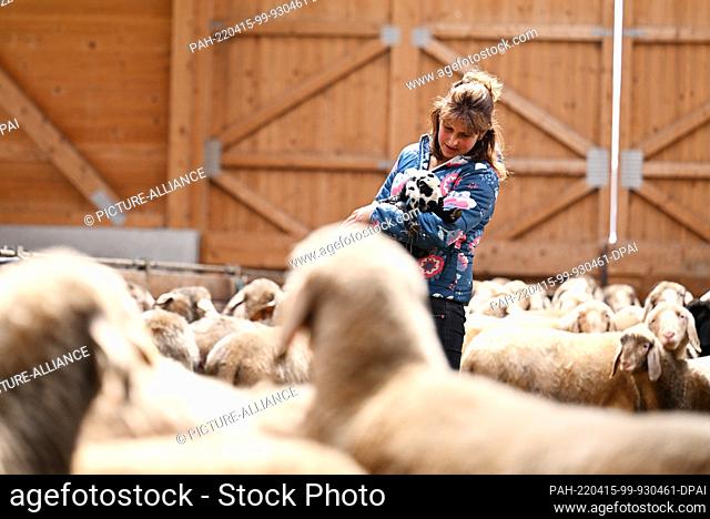 15 April 2022, Bavaria, Farchant: Sheep farmer Sandra stands in the barn with a lamb about a week old among other sheep. The lamb is a common symbol of Jesus...