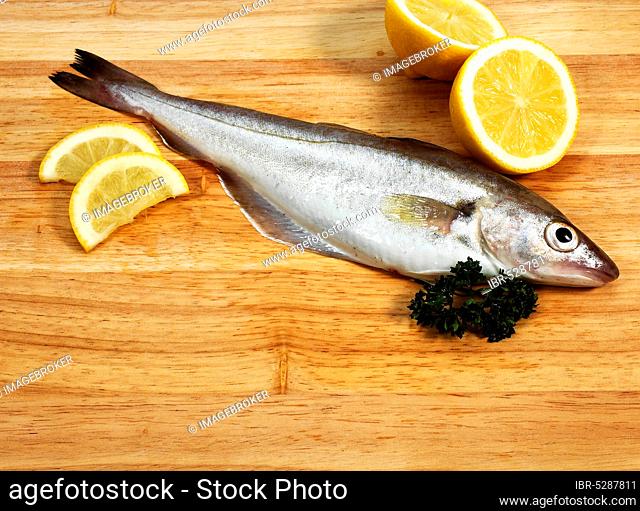 Whiting, merlangius merlangus, Fresh fish with parsley and lemon