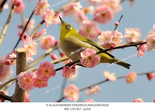Japanese White-eye (Zosterops japonica) in a Japanese Apricot or Ume (Prunus mume), Kyoto, Japan, East Asia, Asia