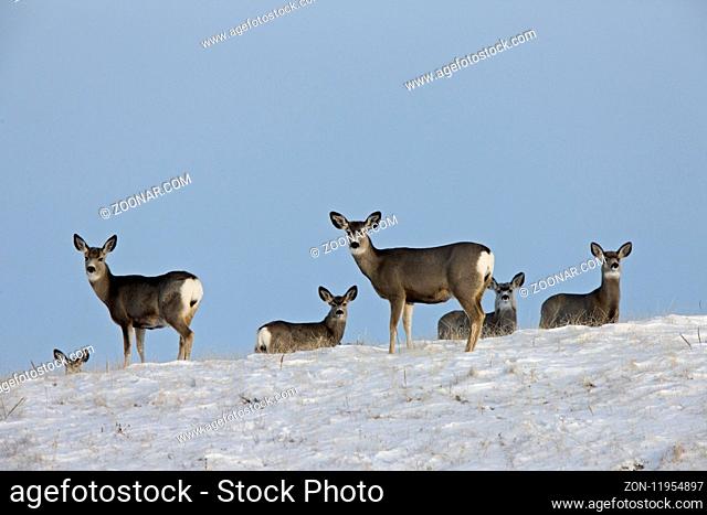 Deer in Winter prairie in Saskatchewan Canada
