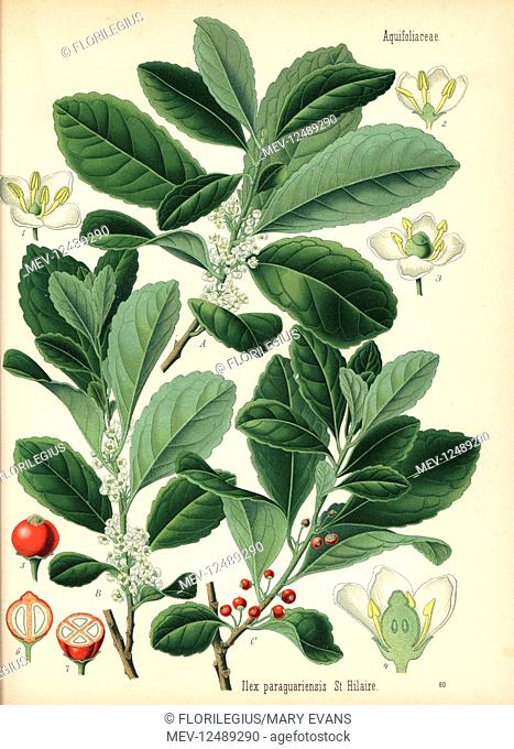 Yerba mate, Ilex paraguariensis. Chromolithograph after a botanical illustration from Hermann Adolph Koehler's Medicinal Plants, edited by Gustav Pabst, Koehler