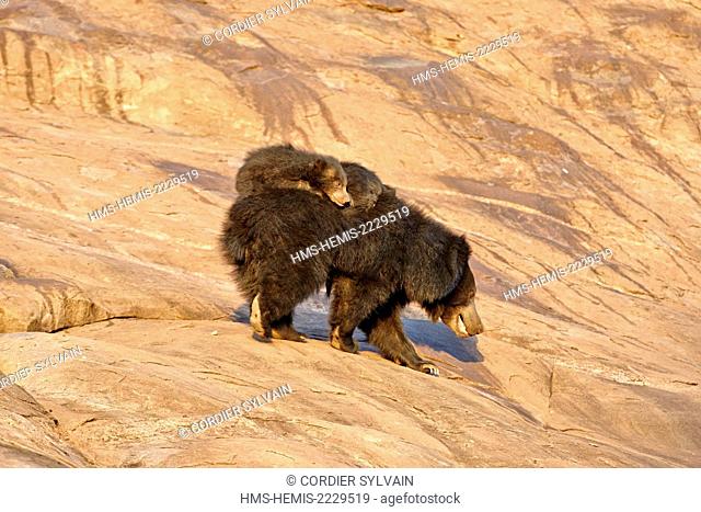 Asia, India, Karnataka, Sandur Mountain Range, Sloth bear (Melursus ursinus), mother with baby, mother carrying babies on the back